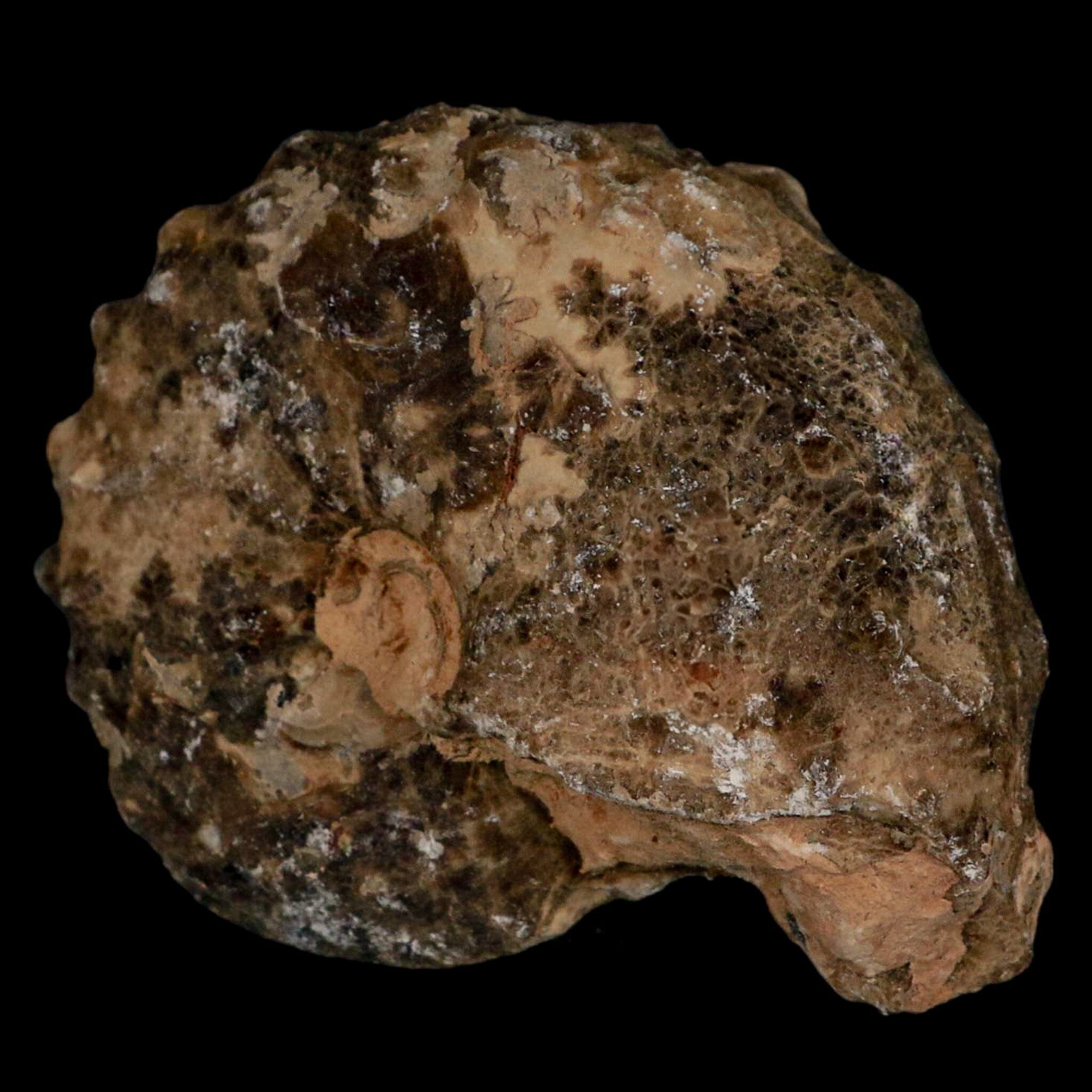 3" Mammites Nodosoides Ammonite Fossil Shell Upper Cretaceous Age Morocco - Fossil Age Minerals