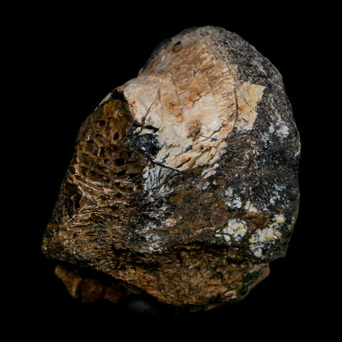 2" Phytosaur Fossil Vertebrae Bone Late Triassic Age Archosaur Chinle FM, AZ COA - Fossil Age Minerals