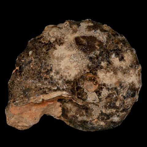 3" Mammites Nodosoides Ammonite Fossil Shell Upper Cretaceous Age Morocco - Fossil Age Minerals