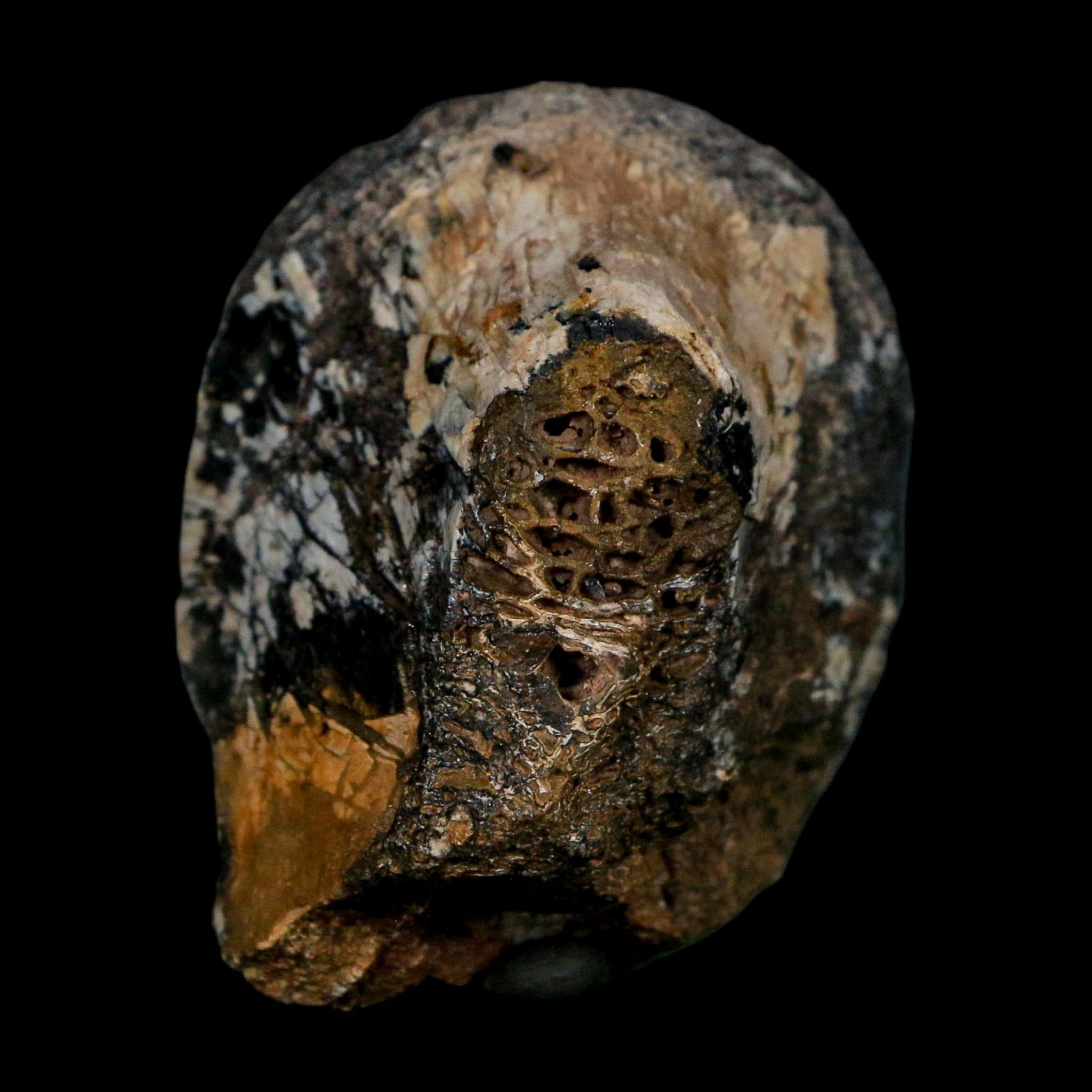 2" Phytosaur Fossil Vertebrae Bone Late Triassic Age Archosaur Chinle FM, AZ COA - Fossil Age Minerals
