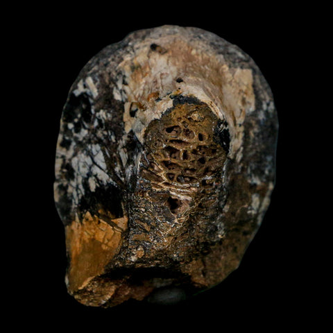 2" Phytosaur Fossil Vertebrae Bone Late Triassic Age Archosaur Chinle FM, AZ COA - Fossil Age Minerals