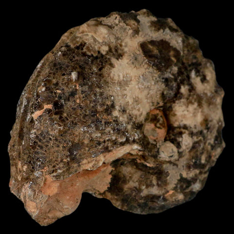 3" Mammites Nodosoides Ammonite Fossil Shell Upper Cretaceous Age Morocco - Fossil Age Minerals