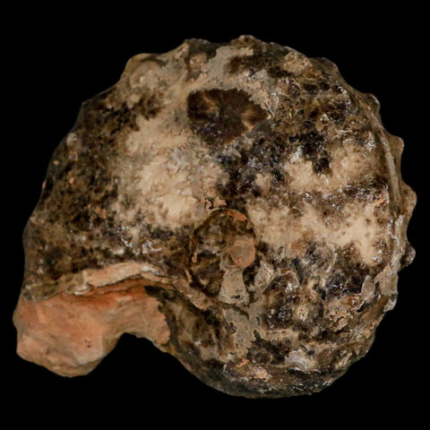 3" Mammites Nodosoides Ammonite Fossil Shell Upper Cretaceous Age Morocco - Fossil Age Minerals