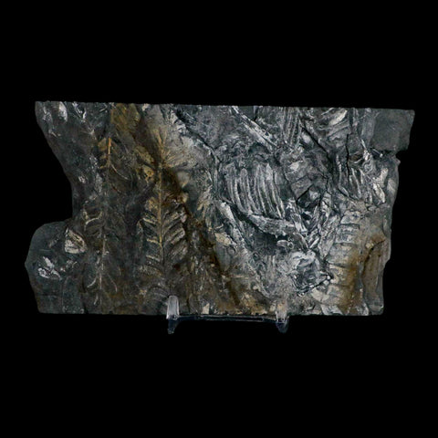 5.4" Alethopteris Fern Plant Leaf Fossil Carboniferous Age Llewellyn FM ST Clair, PA - Fossil Age Minerals