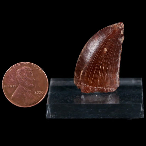 1.1" Carcharodontosaurus Fossil Tooth Cretaceous Dinosaur Morocco COA, Stand - Fossil Age Minerals