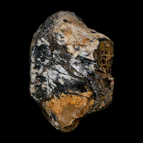 2" Phytosaur Fossil Vertebrae Bone Late Triassic Age Archosaur Chinle FM, AZ COA - Fossil Age Minerals