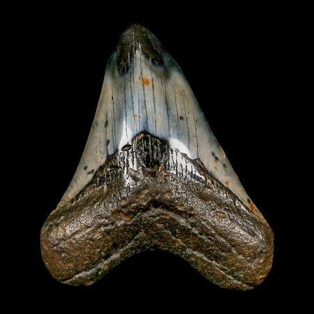 3.8" Quality Megalodon Shark Tooth Serrated Fossil Natural Miocene Age COA