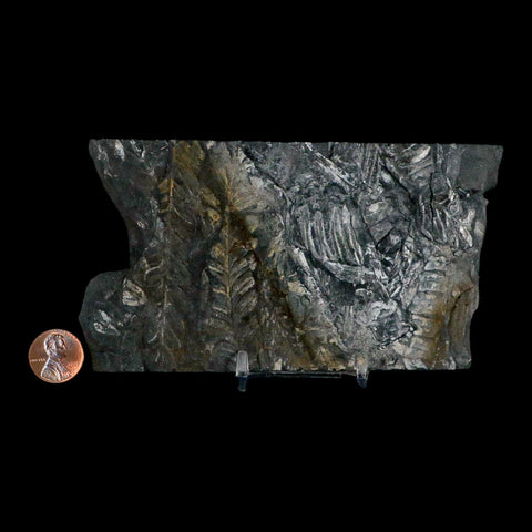 5.4" Alethopteris Fern Plant Leaf Fossil Carboniferous Age Llewellyn FM ST Clair, PA - Fossil Age Minerals