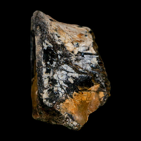 2" Phytosaur Fossil Vertebrae Bone Late Triassic Age Archosaur Chinle FM, AZ COA - Fossil Age Minerals
