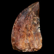 1.2" Carcharodontosaurus Fossil Tooth Cretaceous Dinosaur Morocco COA, Stand