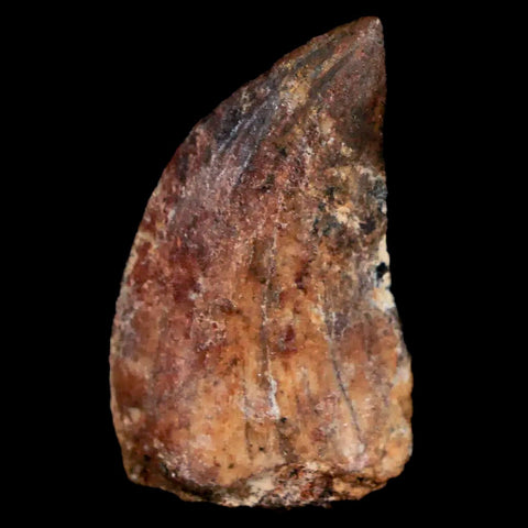 1.2" Carcharodontosaurus Fossil Tooth Cretaceous Dinosaur Morocco COA, Stand - Fossil Age Minerals