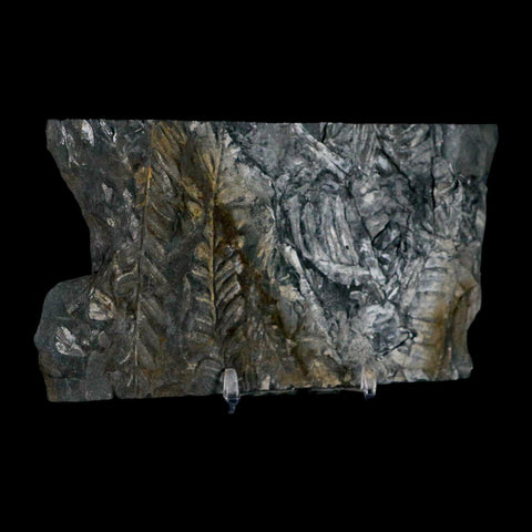 5.4" Alethopteris Fern Plant Leaf Fossil Carboniferous Age Llewellyn FM ST Clair, PA - Fossil Age Minerals