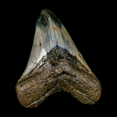3.8" Quality Megalodon Shark Tooth Serrated Fossil Natural Miocene Age COA - Fossil Age Minerals