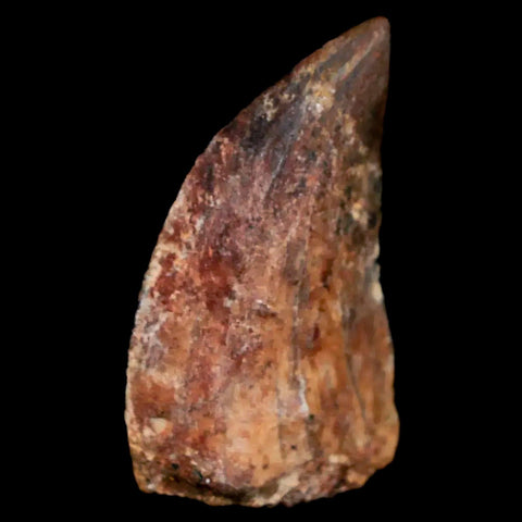 1.2" Carcharodontosaurus Fossil Tooth Cretaceous Dinosaur Morocco COA, Stand - Fossil Age Minerals
