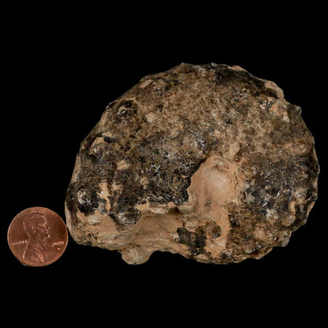 3" Mammites Nodosoides Ammonite Fossil Shell Upper Cretaceous Age Morocco - Fossil Age Minerals