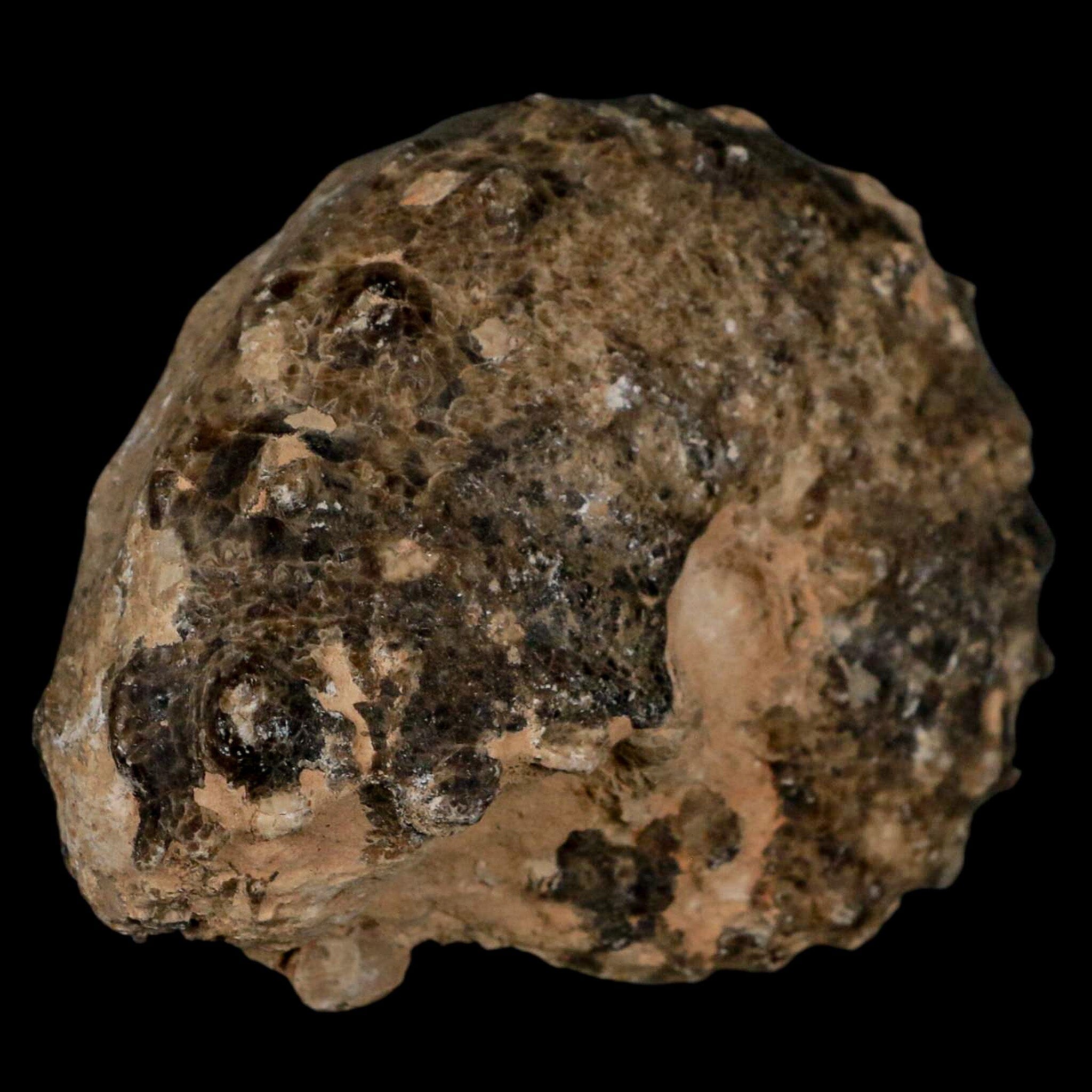 3" Mammites Nodosoides Ammonite Fossil Shell Upper Cretaceous Age Morocco - Fossil Age Minerals