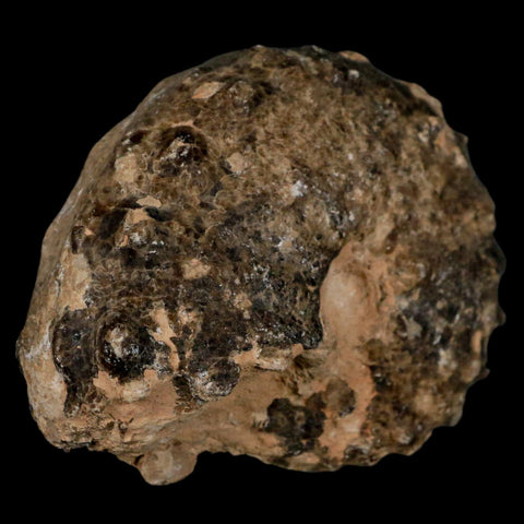 3" Mammites Nodosoides Ammonite Fossil Shell Upper Cretaceous Age Morocco - Fossil Age Minerals