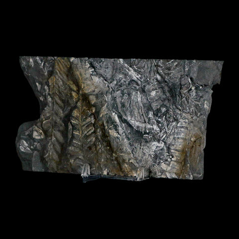 5.4" Alethopteris Fern Plant Leaf Fossil Carboniferous Age Llewellyn FM ST Clair, PA - Fossil Age Minerals