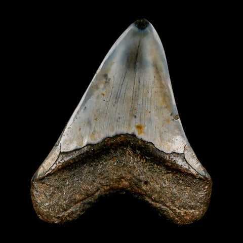 3.8" Quality Megalodon Shark Tooth Serrated Fossil Natural Miocene Age COA - Fossil Age Minerals