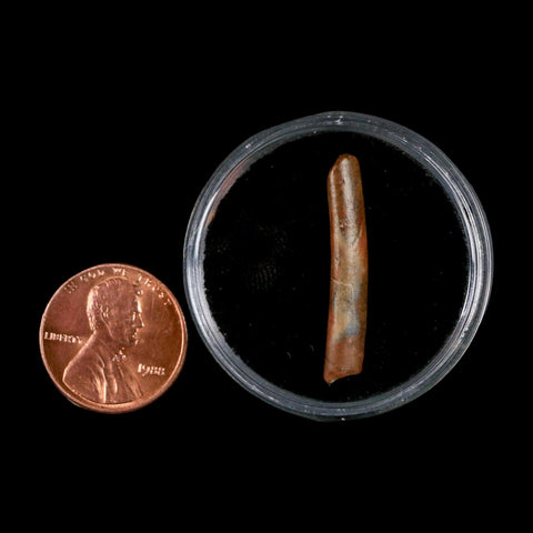 1.1" Ornithocheirid Pterosaur Fossil Tooth Lower Cretaceous Elrhaz FM Niger Africa