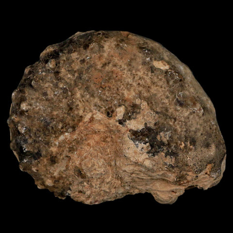 3" Mammites Nodosoides Ammonite Fossil Shell Upper Cretaceous Age Morocco - Fossil Age Minerals