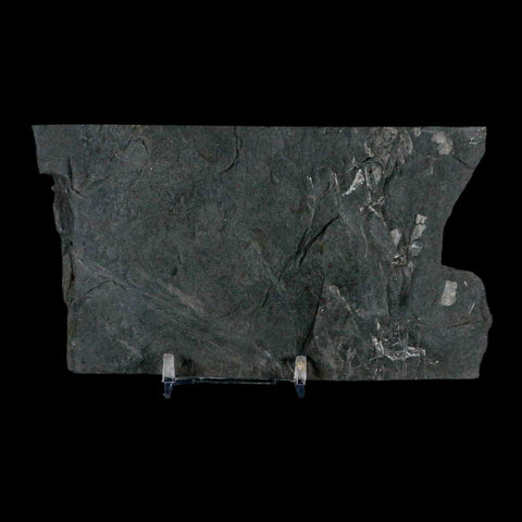 5.4" Alethopteris Fern Plant Leaf Fossil Carboniferous Age Llewellyn FM ST Clair, PA - Fossil Age Minerals