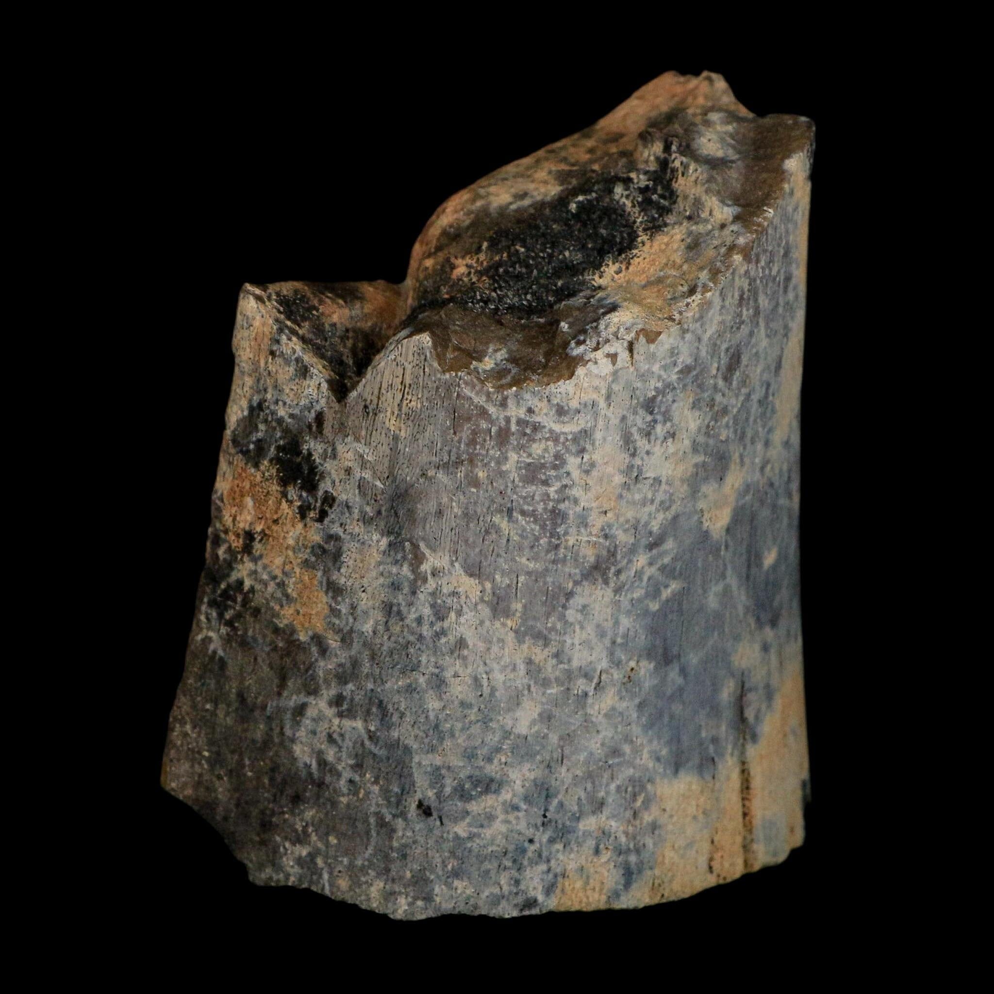 3" Brachylophosaurus Fossil Echium Bone Cretaceous Dinosaur Judith River MT COA