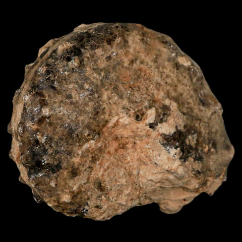 3" Mammites Nodosoides Ammonite Fossil Shell Upper Cretaceous Age Morocco - Fossil Age Minerals