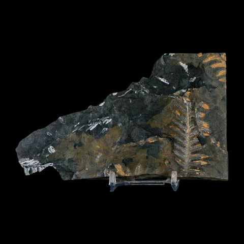 5.5" Alethopteris Fern Plant Leaf Fossil Carboniferous Age Llewellyn FM ST Clair, PA - Fossil Age Minerals
