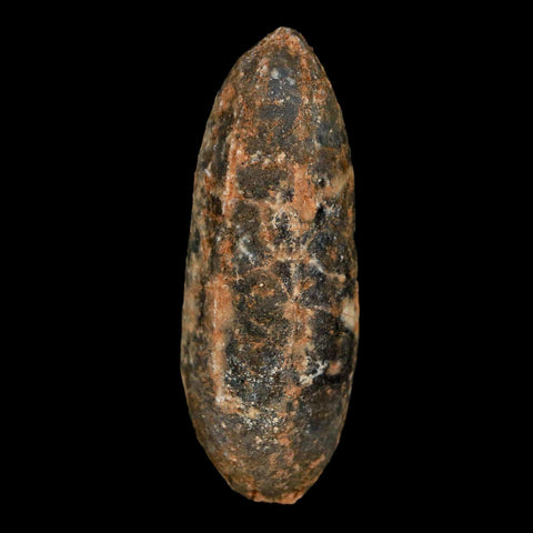 XL 2.3" Fossil Pine Cone Equicalastrobus Replaced By Agate Eocene Age Seeds Fruit - Fossil Age Minerals