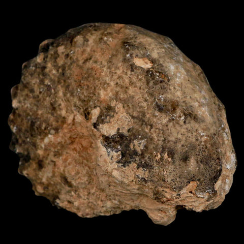 3" Mammites Nodosoides Ammonite Fossil Shell Upper Cretaceous Age Morocco - Fossil Age Minerals