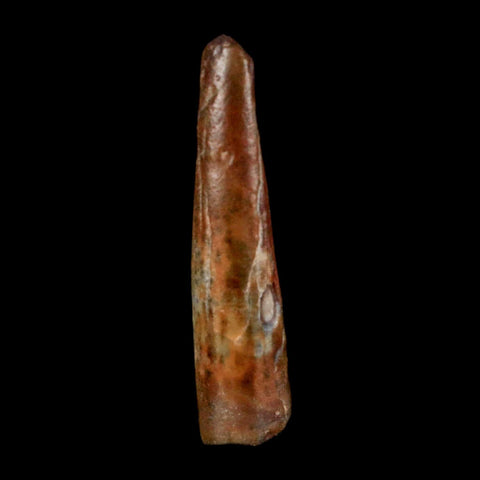 1.1" Ornithocheirid Pterosaur Fossil Tooth Lower Cretaceous Elrhaz FM Niger Africa