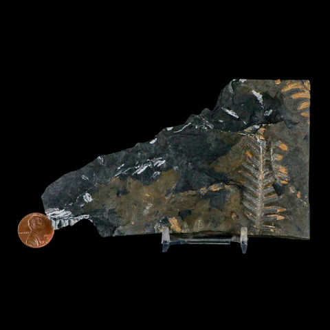5.5" Alethopteris Fern Plant Leaf Fossil Carboniferous Age Llewellyn FM ST Clair, PA - Fossil Age Minerals