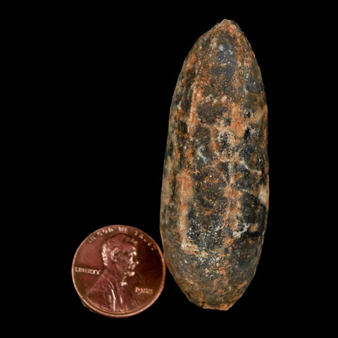 XL 2.3" Fossil Pine Cone Equicalastrobus Replaced By Agate Eocene Age Seeds Fruit - Fossil Age Minerals