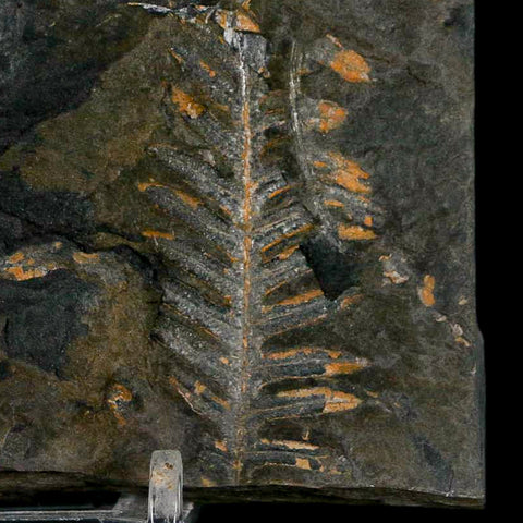 5.5" Alethopteris Fern Plant Leaf Fossil Carboniferous Age Llewellyn FM ST Clair, PA - Fossil Age Minerals