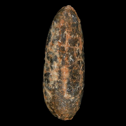 XL 2.3" Fossil Pine Cone Equicalastrobus Replaced By Agate Eocene Age Seeds Fruit - Fossil Age Minerals
