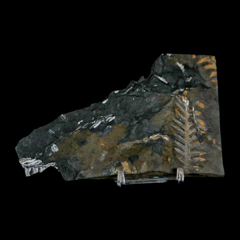 5.5" Alethopteris Fern Plant Leaf Fossil Carboniferous Age Llewellyn FM ST Clair, PA - Fossil Age Minerals