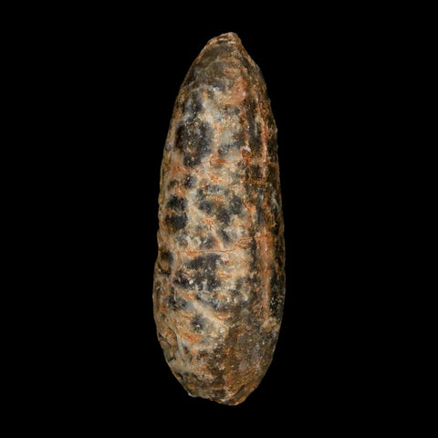 XL 2.3" Fossil Pine Cone Equicalastrobus Replaced By Agate Eocene Age Seeds Fruit - Fossil Age Minerals