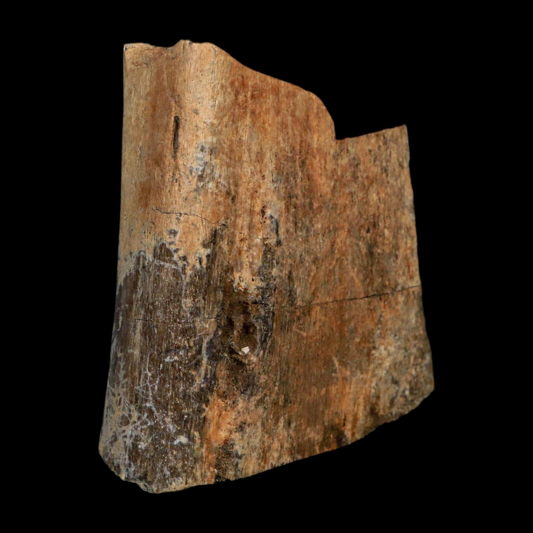 3" Brachylophosaurus Fossil Echium Bone Cretaceous Dinosaur Judith River MT COA