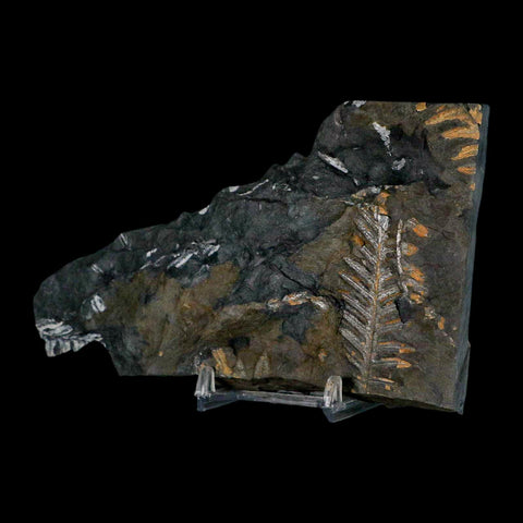 5.5" Alethopteris Fern Plant Leaf Fossil Carboniferous Age Llewellyn FM ST Clair, PA - Fossil Age Minerals