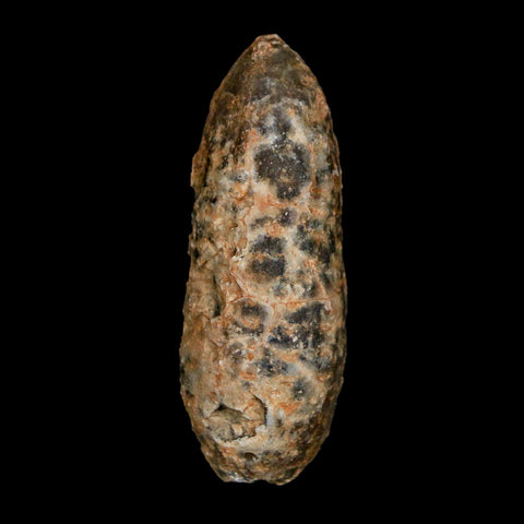 XL 2.3" Fossil Pine Cone Equicalastrobus Replaced By Agate Eocene Age Seeds Fruit - Fossil Age Minerals