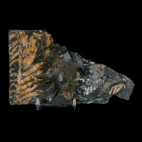 5.5" Alethopteris Fern Plant Leaf Fossil Carboniferous Age Llewellyn FM ST Clair, PA - Fossil Age Minerals
