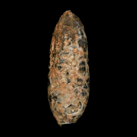 XL 2.3" Fossil Pine Cone Equicalastrobus Replaced By Agate Eocene Age Seeds Fruit