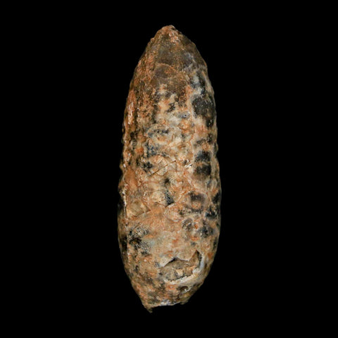 XL 2.3" Fossil Pine Cone Equicalastrobus Replaced By Agate Eocene Age Seeds Fruit - Fossil Age Minerals
