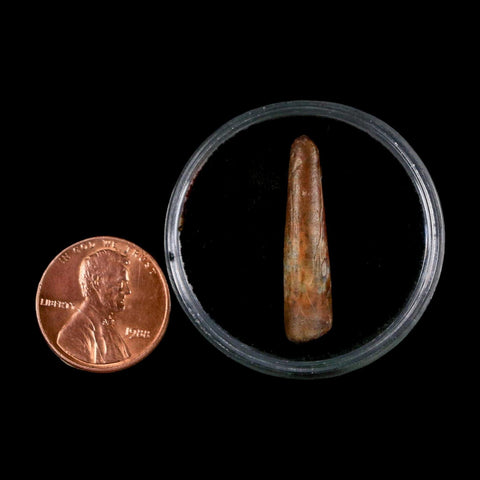 1.1" Ornithocheirid Pterosaur Fossil Tooth Lower Cretaceous Elrhaz FM Niger Africa