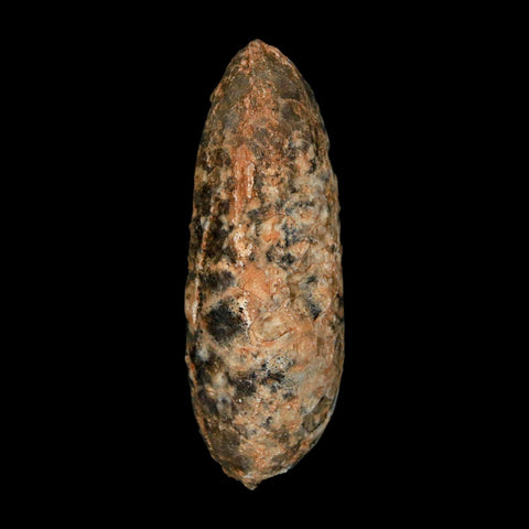XL 2.3" Fossil Pine Cone Equicalastrobus Replaced By Agate Eocene Age Seeds Fruit - Fossil Age Minerals