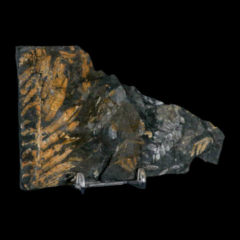 5.5" Alethopteris Fern Plant Leaf Fossil Carboniferous Age Llewellyn FM ST Clair, PA - Fossil Age Minerals