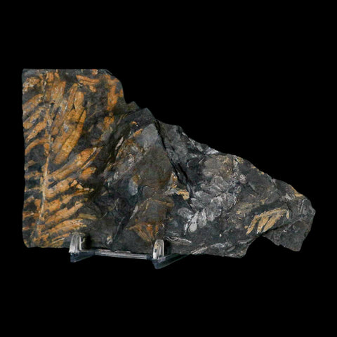5.5" Alethopteris Fern Plant Leaf Fossil Carboniferous Age Llewellyn FM ST Clair, PA - Fossil Age Minerals