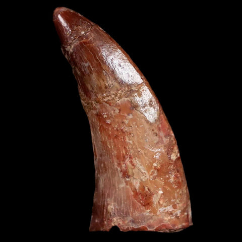1.3" Carcharodontosaurus Fossil Tooth Cretaceous Dinosaur Morocco COA, Stand - Fossil Age Minerals