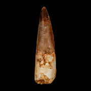 2.9" Spinosaurus Fossil Tooth 100 Million Years Old Cretaceous Dinosaur COA